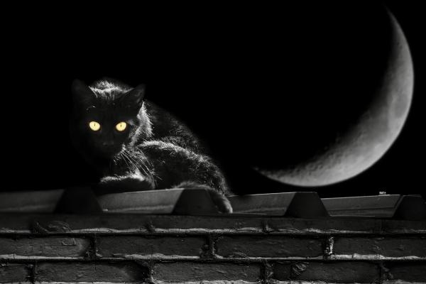 Comment les chats voient - Comment les chats voient la nuit