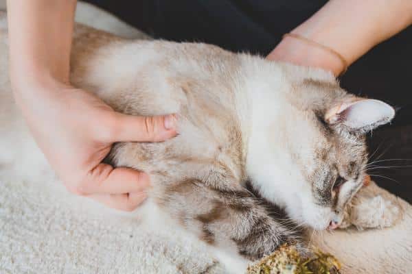 Arthrite chez le chat : symptômes et remèdes maison - Remèdes maison pour l'arthrite chez le chat