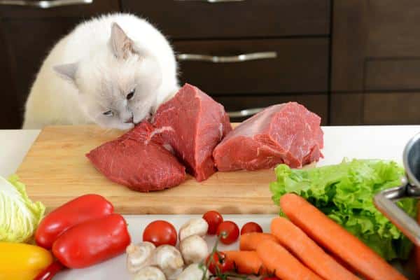 La taurine chez le chat : importance, carence et comment l'offrir - Aliments à base de taurine pour chats 