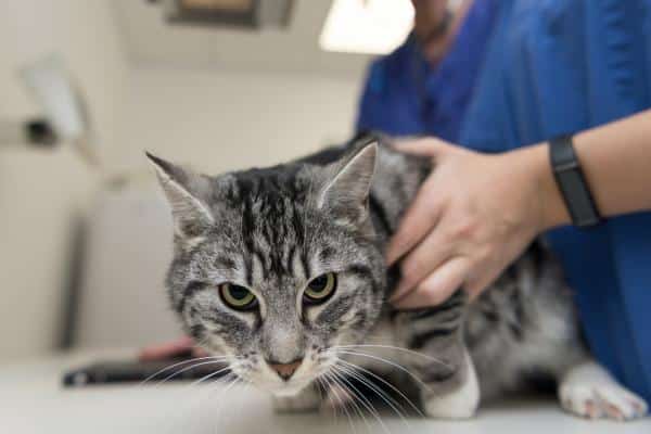 Les symptômes et les remèdes maison pour le traitement de l'arthrite chez les chats