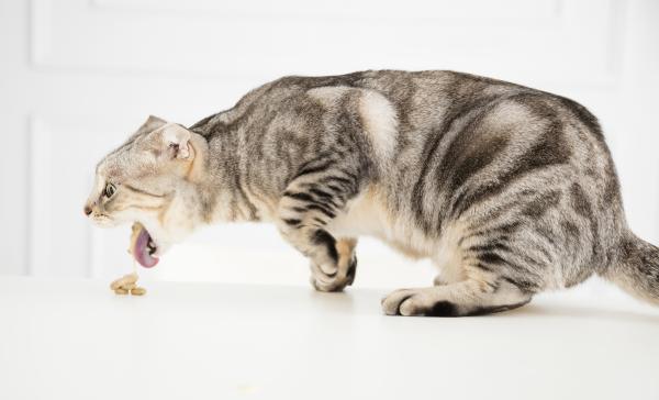 Comment aider un chat à vomir de manière sûre et efficace