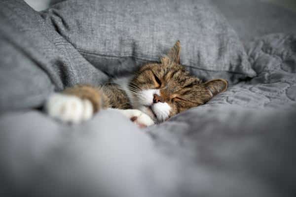 Découvrez pourquoi votre chat préfère dormir sur votre oreiller