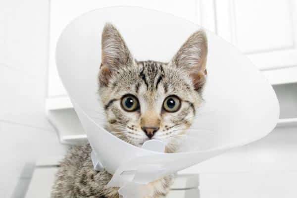 Stérilisation du chat - Comment ça se fait et effets secondaires - Stérilisation du chat