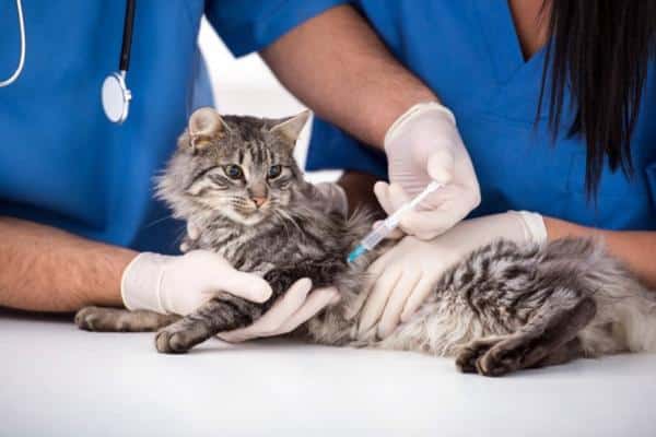 Stérilisation du chat - Comment ça se fait et effets secondaires - Qu'est-ce que la stérilisation d'un chat