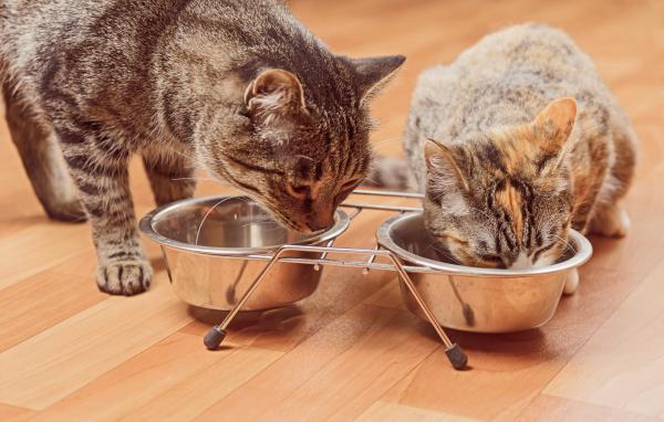Les avantages nutritionnels des aliments pour chats stérilisés