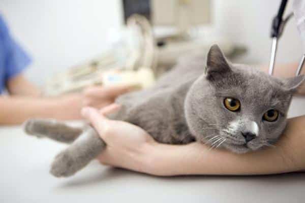 Comment stériliser un chat : les effets secondaires possibles et les conséquences à prendre en compte