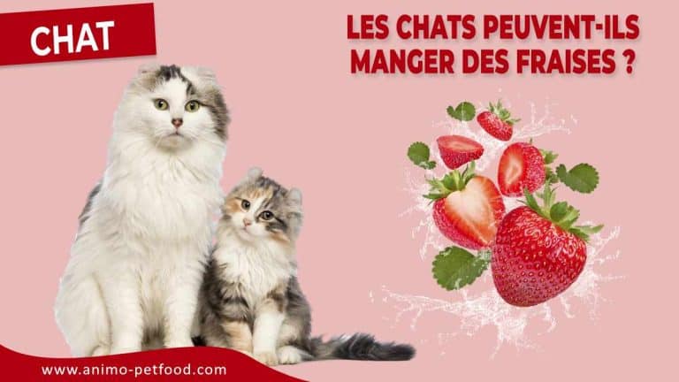 Les chats peuvent-ils manger des fraises ?