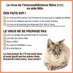 Les chats stérilisés aident à les protéger du FIV