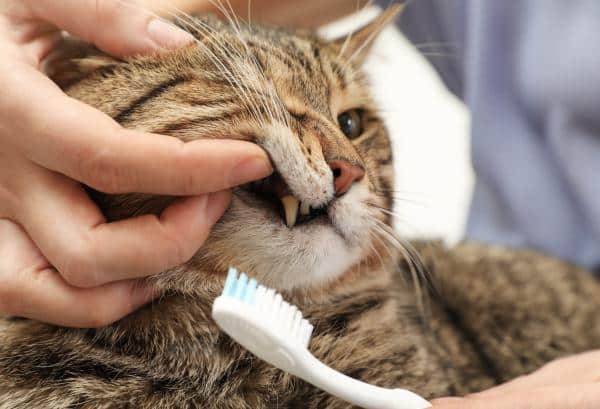 Façons de nettoyer les dents d'un chat - Comment brosser les dents d'un chat étape par étape