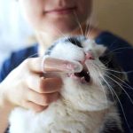 Comment obtenir une hygiène bucco-dentaire optimale chez votre chat grâce à un brossage des dents ?