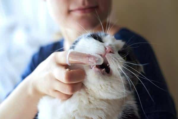 Façons de nettoyer les dents d'un chat