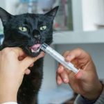 Comment utiliser les laxatifs pour chats : types, dosage et utilisations