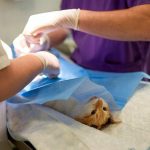 Comprendre les symptômes et le traitement de la cardiomyopathie hypertrophique chez le chat