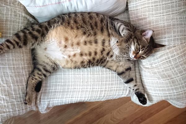 Pourquoi mon chat ronfle - Surpoids et obésité
