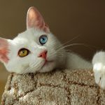 Découvrez l’Hétérochromie chez les Chats : Qu’est-ce que c’est et quelles Races en sont Affectées ?