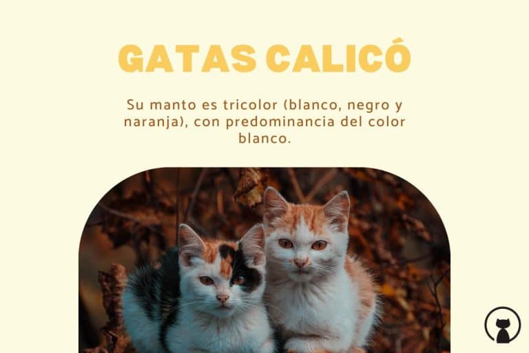 Chats Calico: signification et caractéristiques