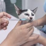 Vers ronds chez les chats : types et traitement
