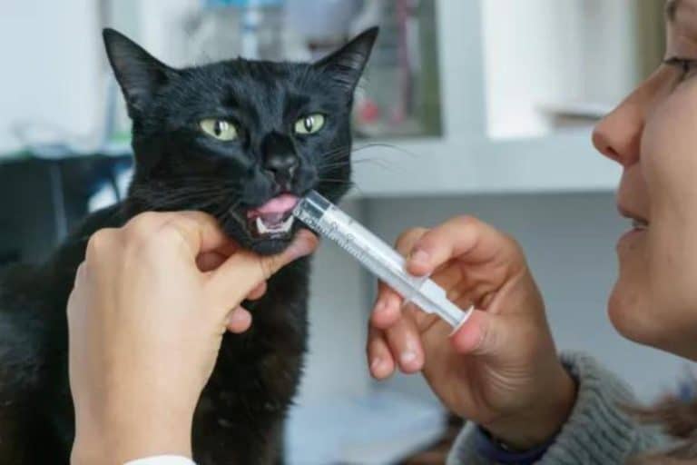 Laxatifs pour chats : types, dosage et utilisations