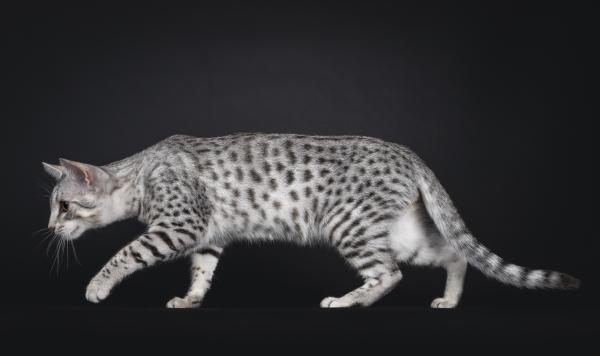 Races de chats ressemblant à des léopards - Mau égyptien