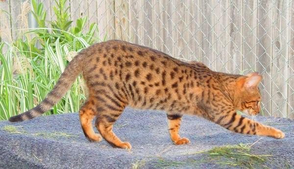 Races de chats qui ressemblent à des léopards - Cheetoh