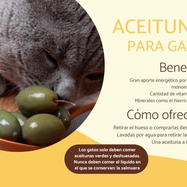 Les chats peuvent-ils manger des olives ?