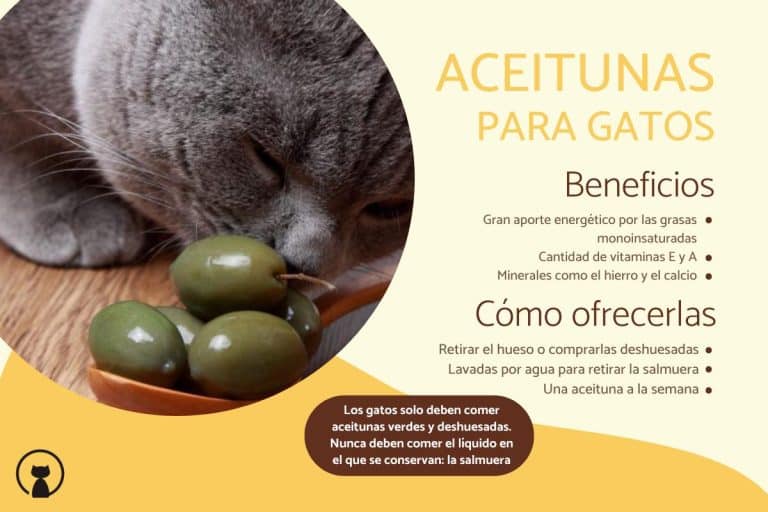 Les chats peuvent-ils manger des olives ?