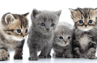 Choisir un nom de chat unisexe : les meilleures idées