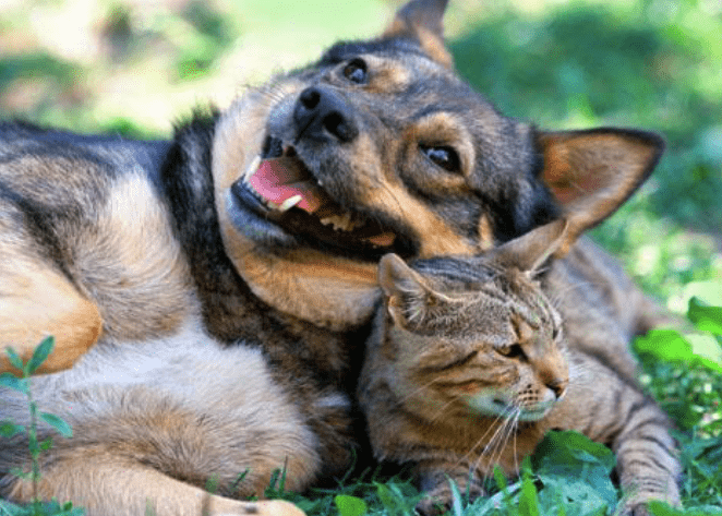 Comment encourager l'harmonie entre votre chien et votre chat ? 5 astuces pour faciliter la cohabitation entre animaux domestiques.