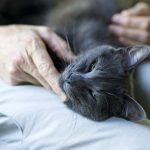 Comment gérer le deuil lorsque votre chat décède à la maison ?