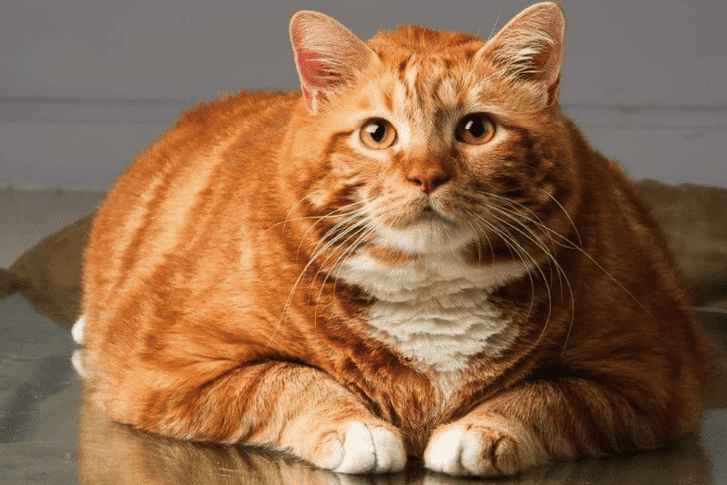 Comment savoir si mon chat est trop maigre et quelles en sont les conséquences ?