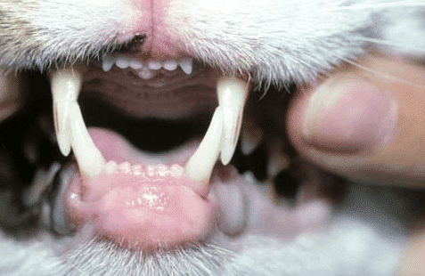 Comment Soigner une Lèvre Inférieure Enflée chez le Chat ?