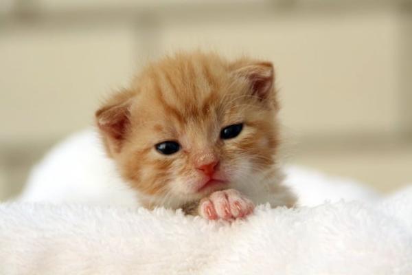 Comment se passe la croissance d'un chat - Premier mois : stade nouveau-né