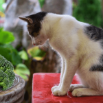 Les chats peuvent-ils bénéficier de l’ajout de brocoli à leur alimentation ?