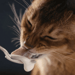 Les chats peuvent-ils bénéficier des avantages nutritionnels du yaourt ?