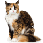 Les noms de chat les plus adorables et uniques : Calicot et bien plus encore!