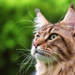 Les noms de chat Maine Coon les plus mignons et les plus originaux