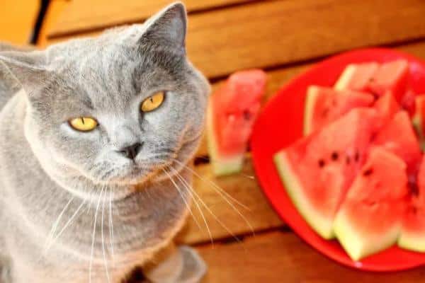 Odeurs qui attirent les chats - Arômes fruités