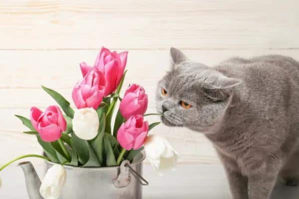 Odeurs qui attirent les chats - Arômes floraux