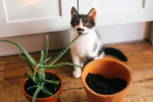 Plantes que les chats détestent - Aloe vera