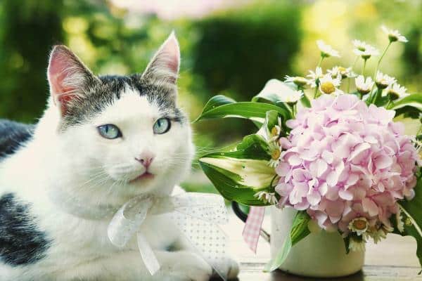 Plantes que les chats détestent - Hortensia