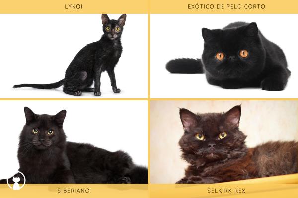 Races de chats noirs - Autres chats noirs