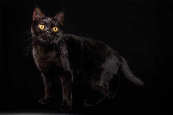 Races de chats noirs - American Shorthair