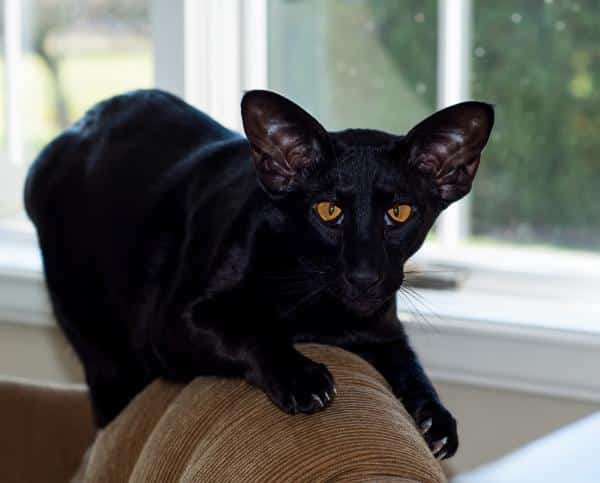 Races de chats noirs - Oriental Shorthair