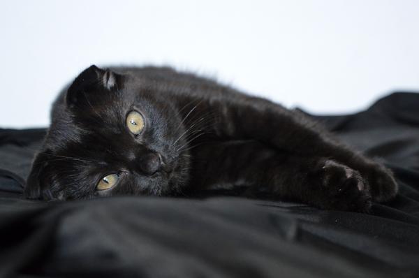 Races de chats noirs - Scottish fold