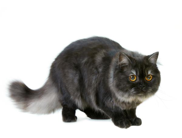 Races de chats noirs - British Longhair