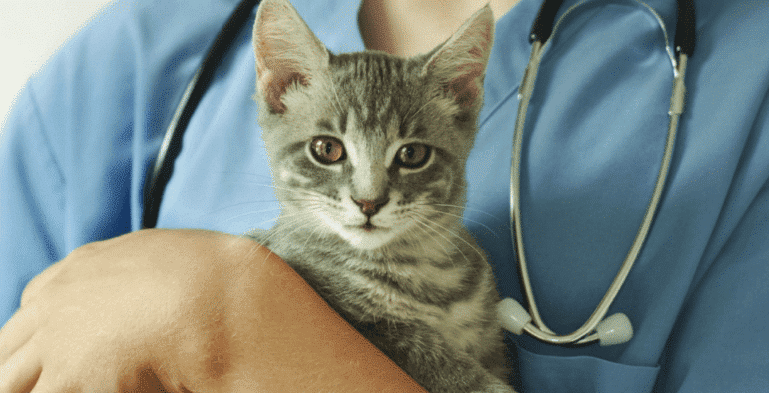 Les risques pour les chats liés à l'utilisation de Neosporin