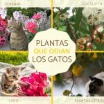Les plantes que les chats détestent