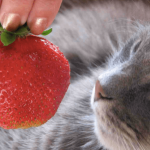 Puis-je nourrir mon chat avec des fraises ?