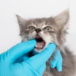 Quand les chats perdent-ils leurs dents ? – Explorons la mue dentaire des félins