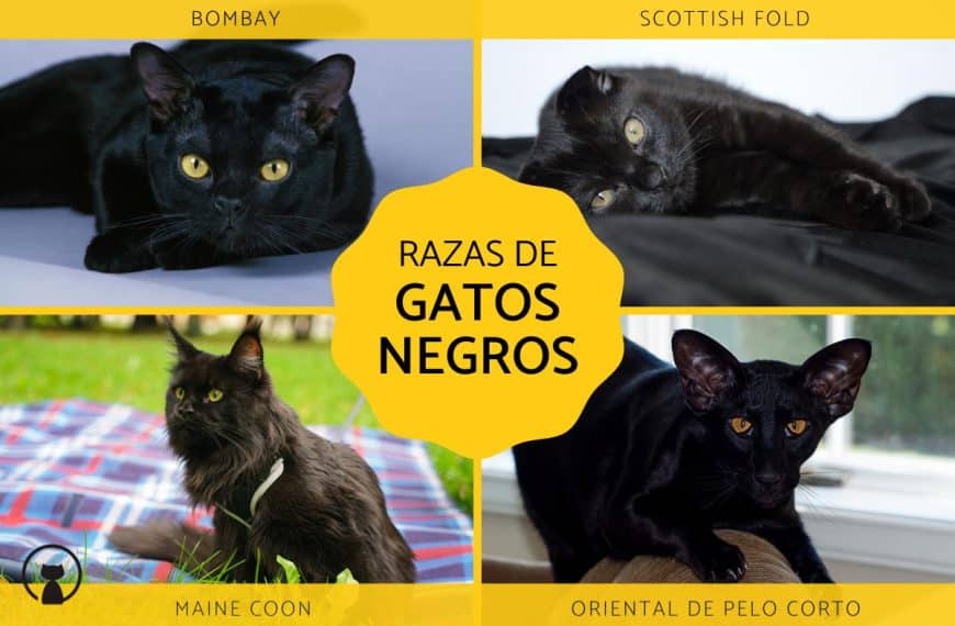 races de chat noir